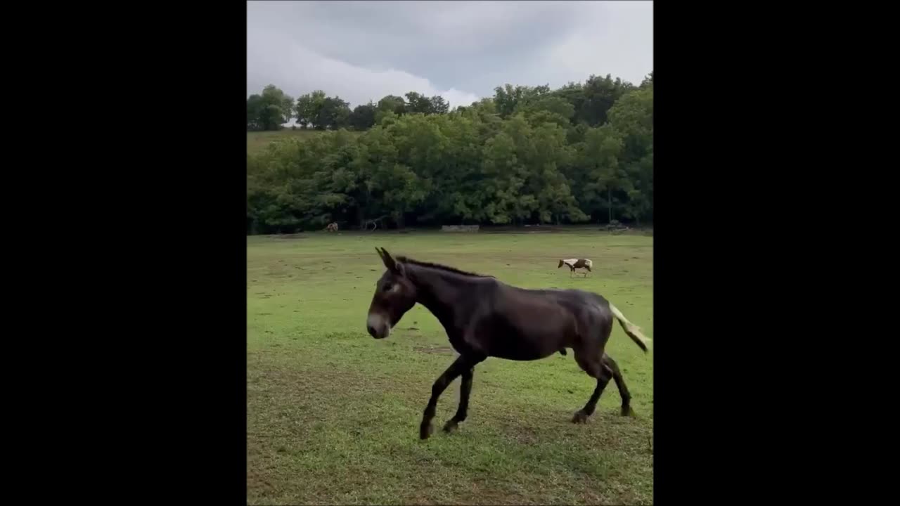 CHRISTIAN FARMS ANIMAL RESCUE ERIN TENNESSEE