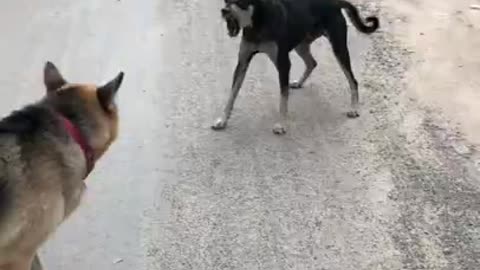 German Shepherd fight with street dogs