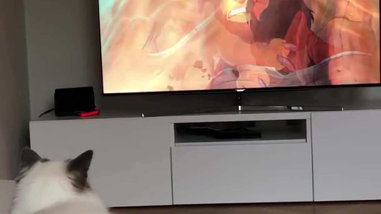 Cat politely asking to get petted