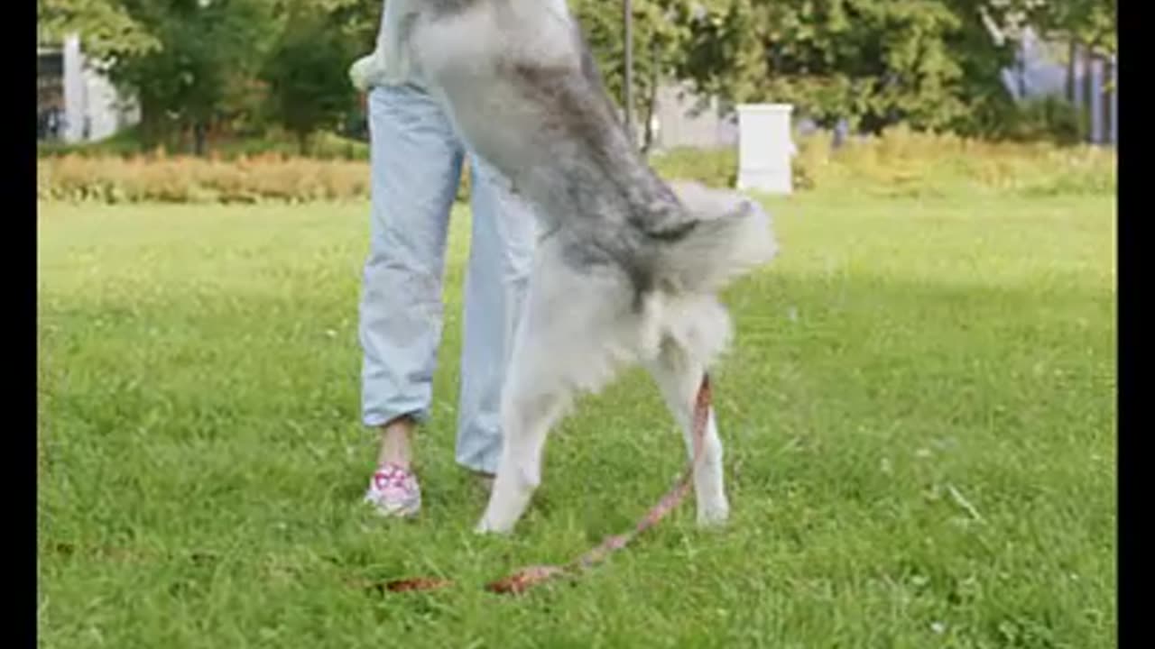 Dog Fan Of Tennis Balls Gets To Chase Them To His Heart's Content