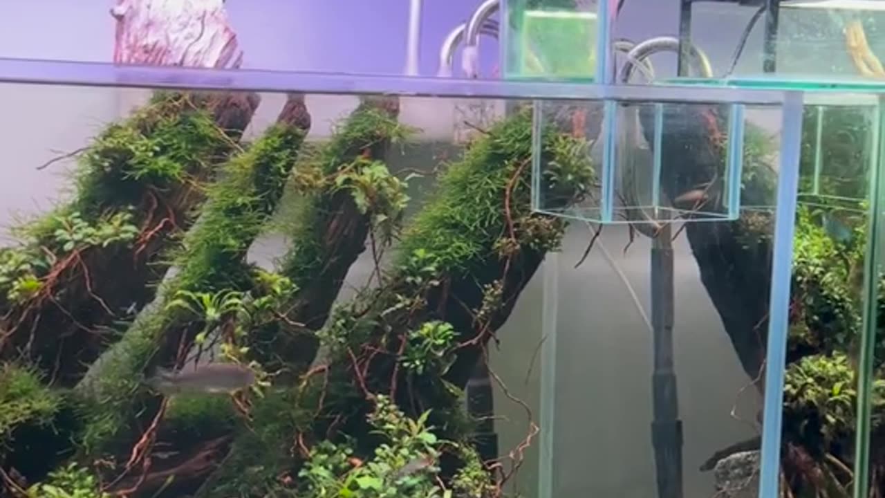 how to create an above water bridge between 2 aquariums