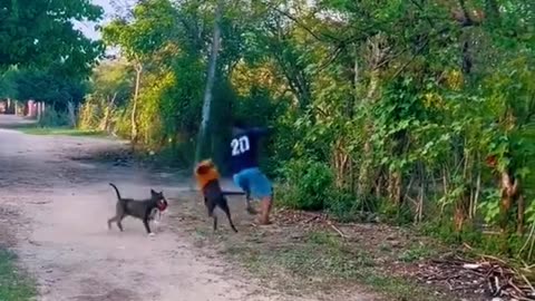 Funny Dog Chase Video 🤣🤣 #funnyvideo