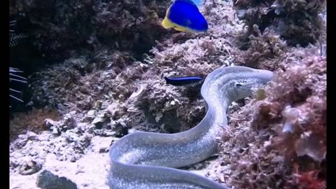 Small Fish Bravely Fight Off Eel