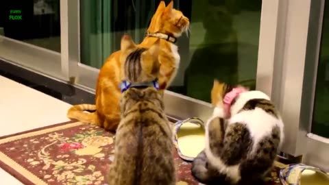 Funny cat's and kittens meowing