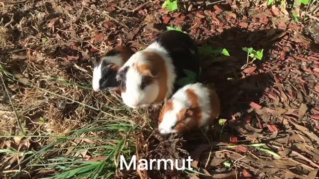 cute bunny jumping