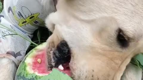 Dogs eat fruit