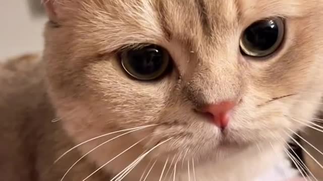 cute cat