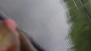 Bullhead catfish