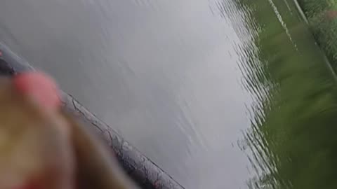Bullhead catfish