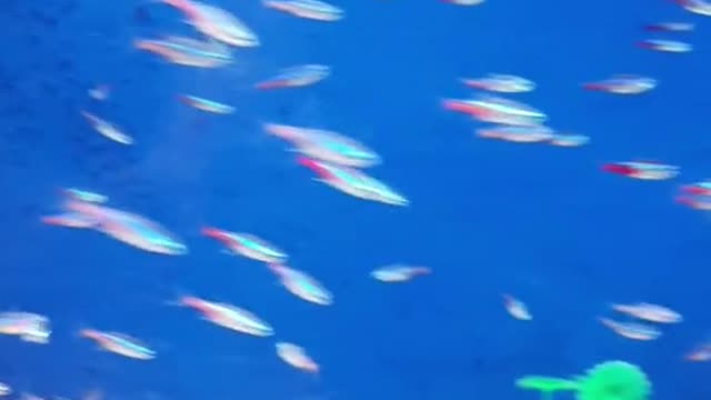 so many neon tetras! 🥰🥰🥰