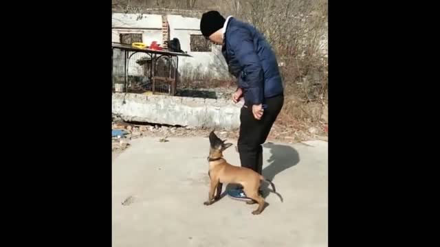 Funniest Animals Planet - Best Of The 2022 Funny Dogs And Cats Videos #15
