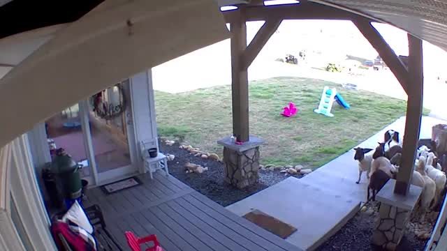 Border Collie herds sheep onto the porch!!_Cut