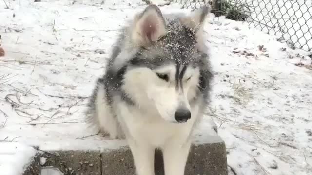 Cute husky