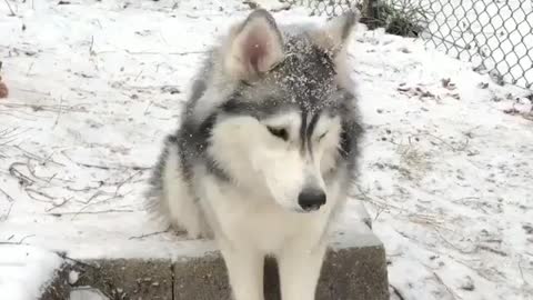 Cute husky