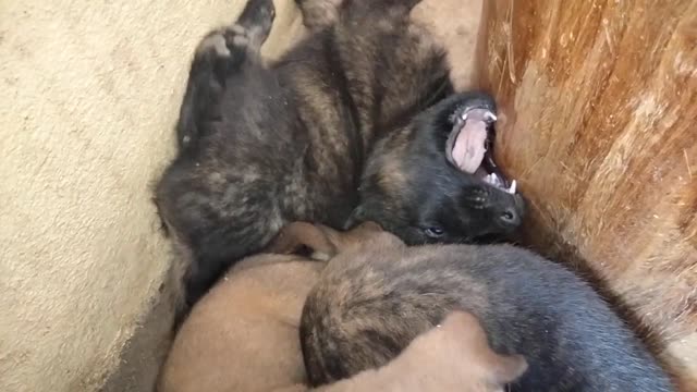 Looks funny because the puppy sleeps on its tongue