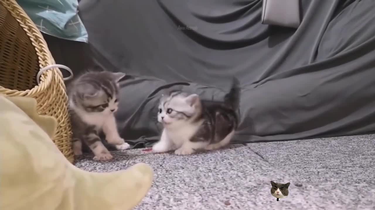 Cute cat video (52), cute and funny kitty, funny cat