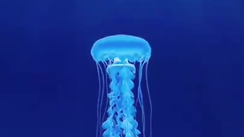 Beautiful Jellyfish