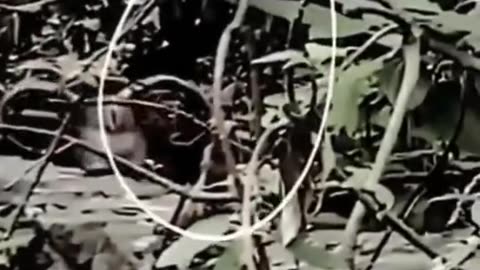 Mysterious video