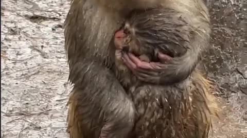 Monkey video