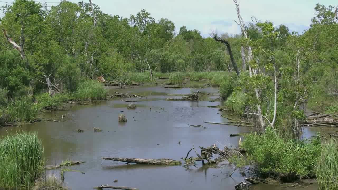 Louisiana Swamp Zoom In