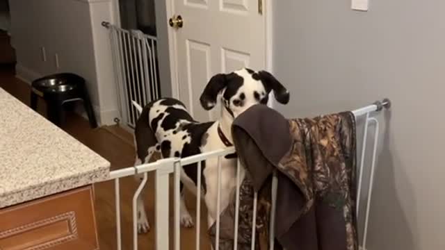 Gate Can't Keep Great Dane Out of Kitchen