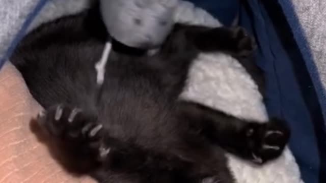 Would this black cat be frightened by a real mouse?