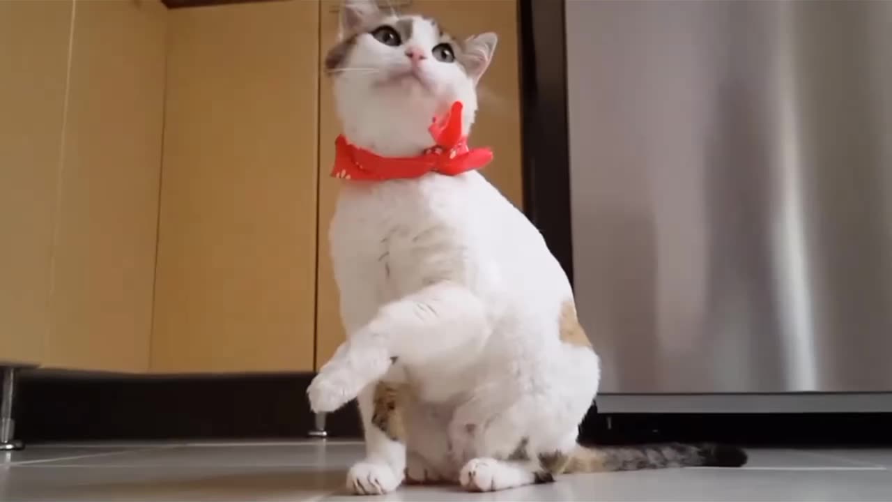 Cute cat 😺 very funny to enjoy