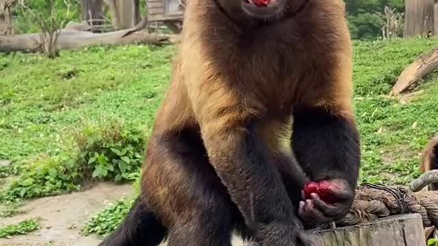 monkeys