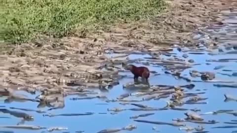 This is a beautiful and charming water-dwelling species