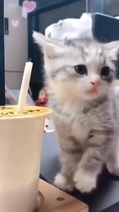 Cute Cats #Shorts Funny video #shorts