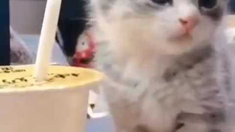 Cute Cats #Shorts Funny video #shorts