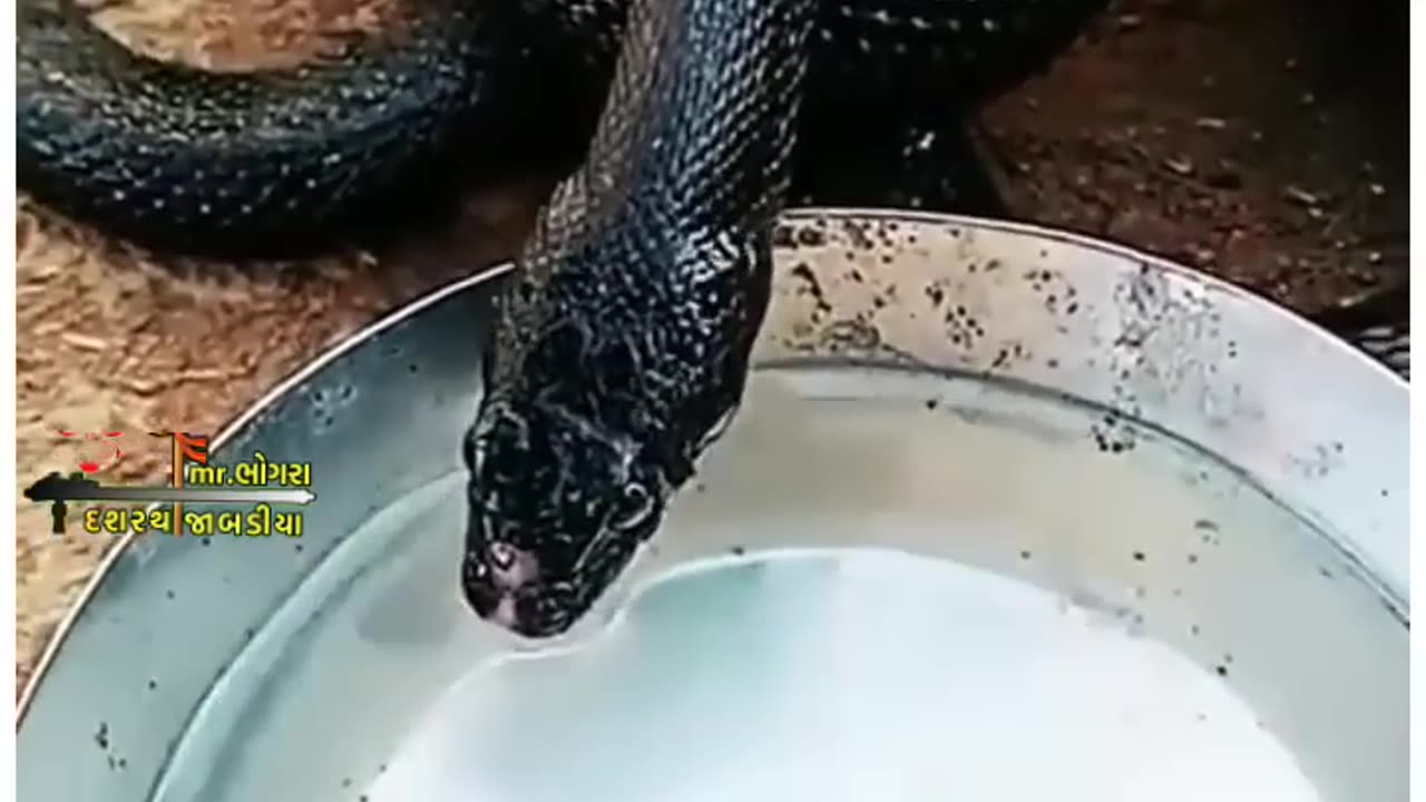 Cute black snake eating milk😱😱#shorts #viral #trending #animals