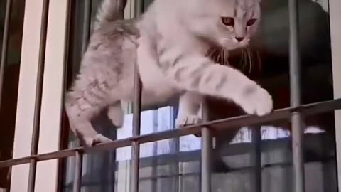 funny cat videos