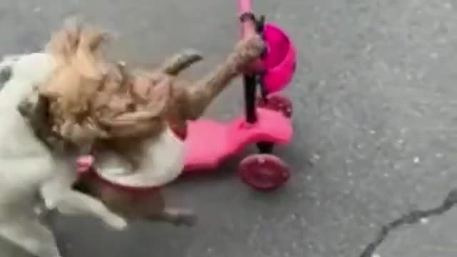 Funny puppies