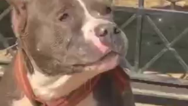 pitbull styyle