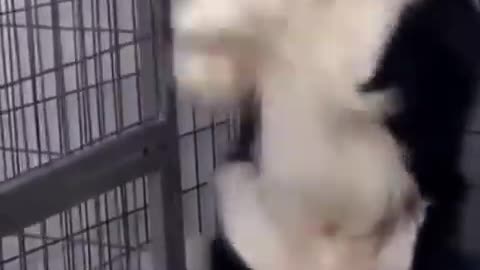 #Funny dog videos# viral # Shorts