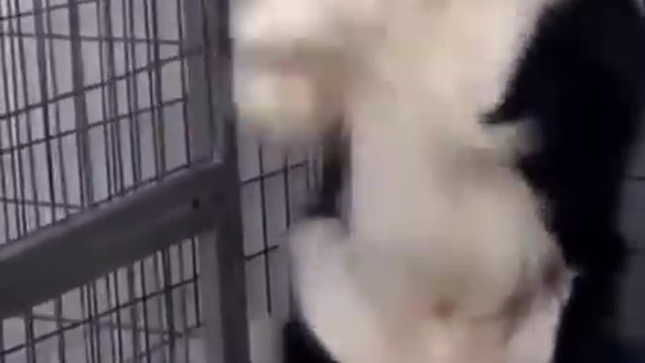 #Funny dog videos# viral # Shorts