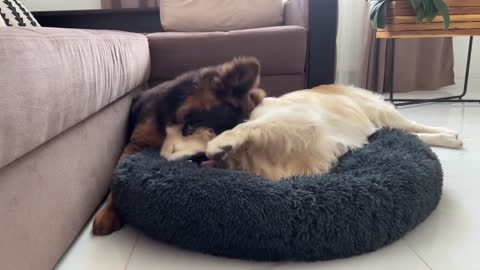 Golden Retriever Hates it when a German Shepherd tries to steal his bed!