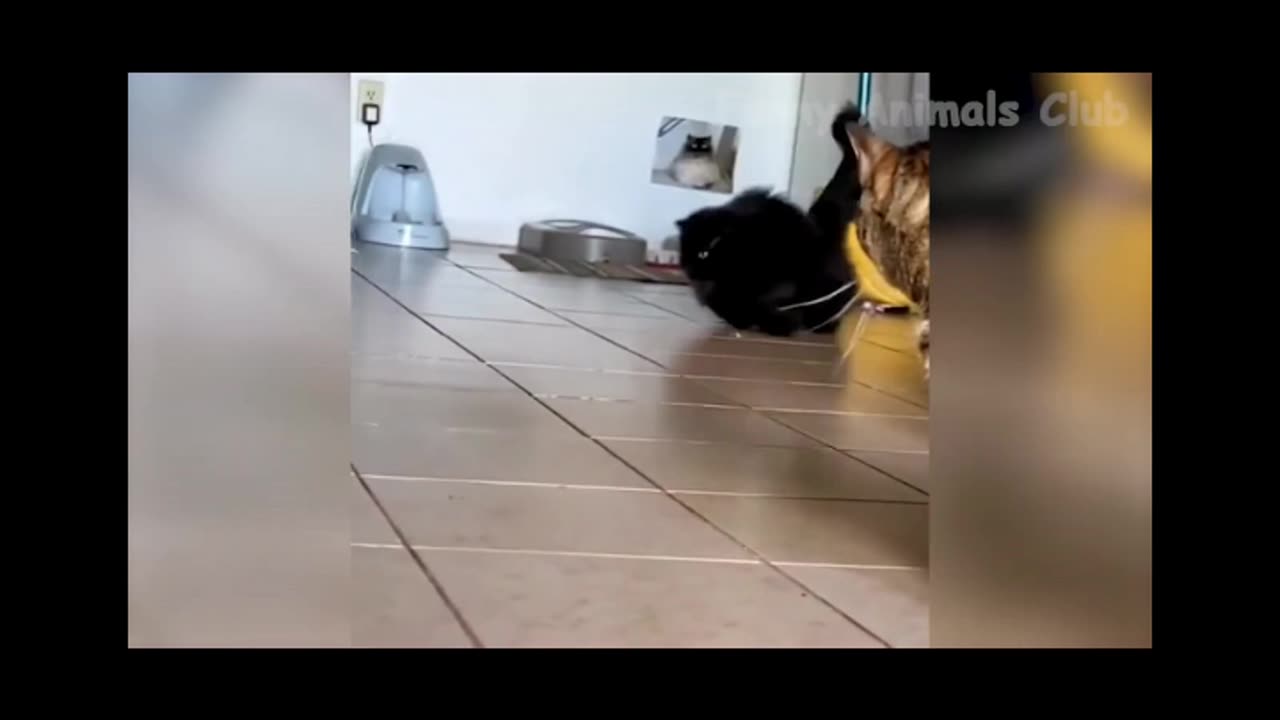 Cats Can Handshaking Its funny