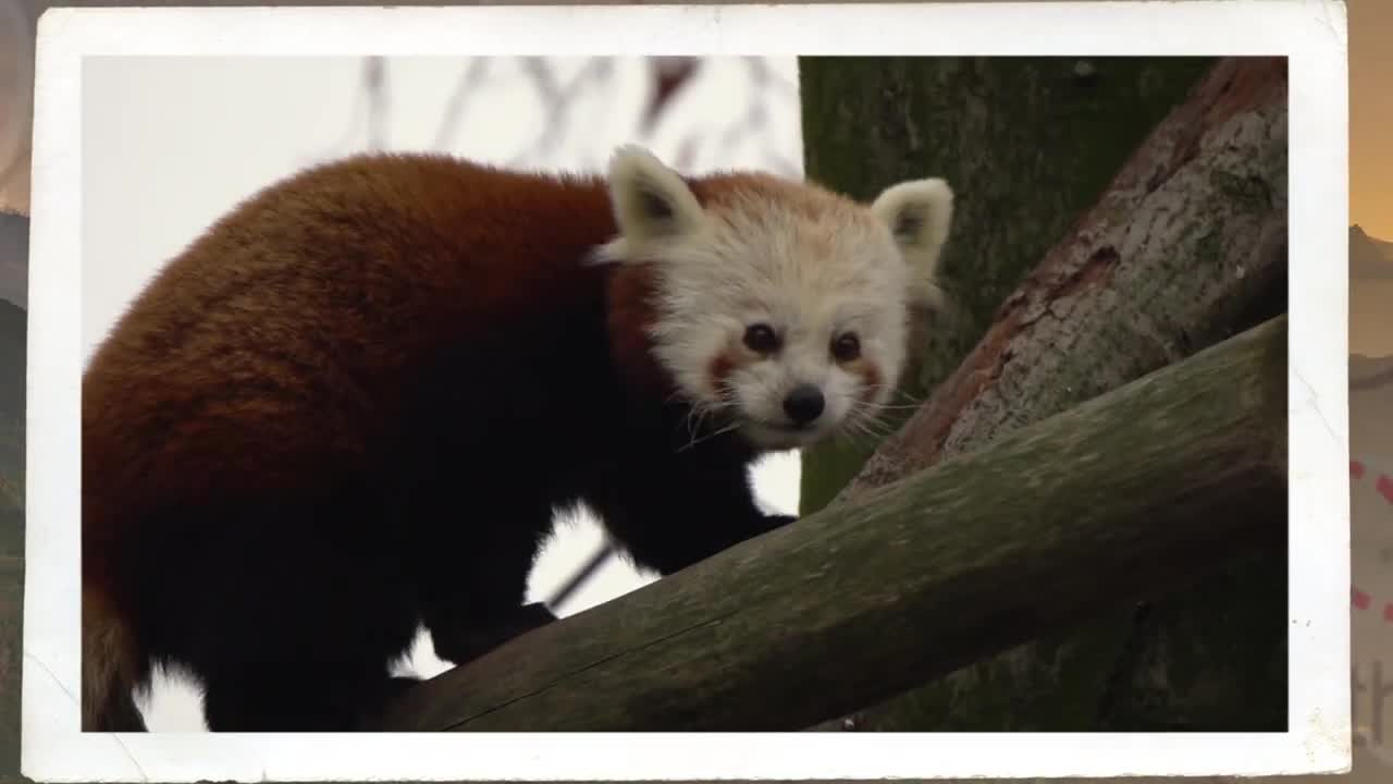 CUTE RED PANDA CREATURE ADVENTURE | The Real-Life Wild Kratts