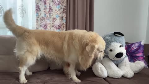 Funny Reaction of a Golden Retriever to a Husky Soft Toy