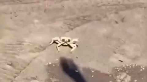 Crab Shadow Boxing