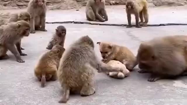 Monkey amazing video