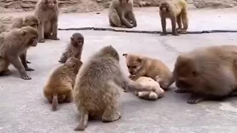 Monkey amazing video