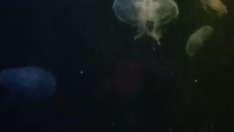 Jelly fish