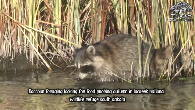 Raccoon foraging looking for food probing autumn in lacreek national wildlife refuge south dakota