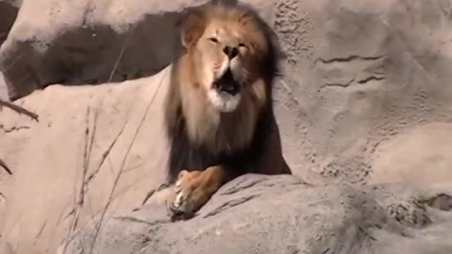 beautiful king lion roaring