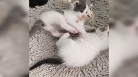 Cute Cat