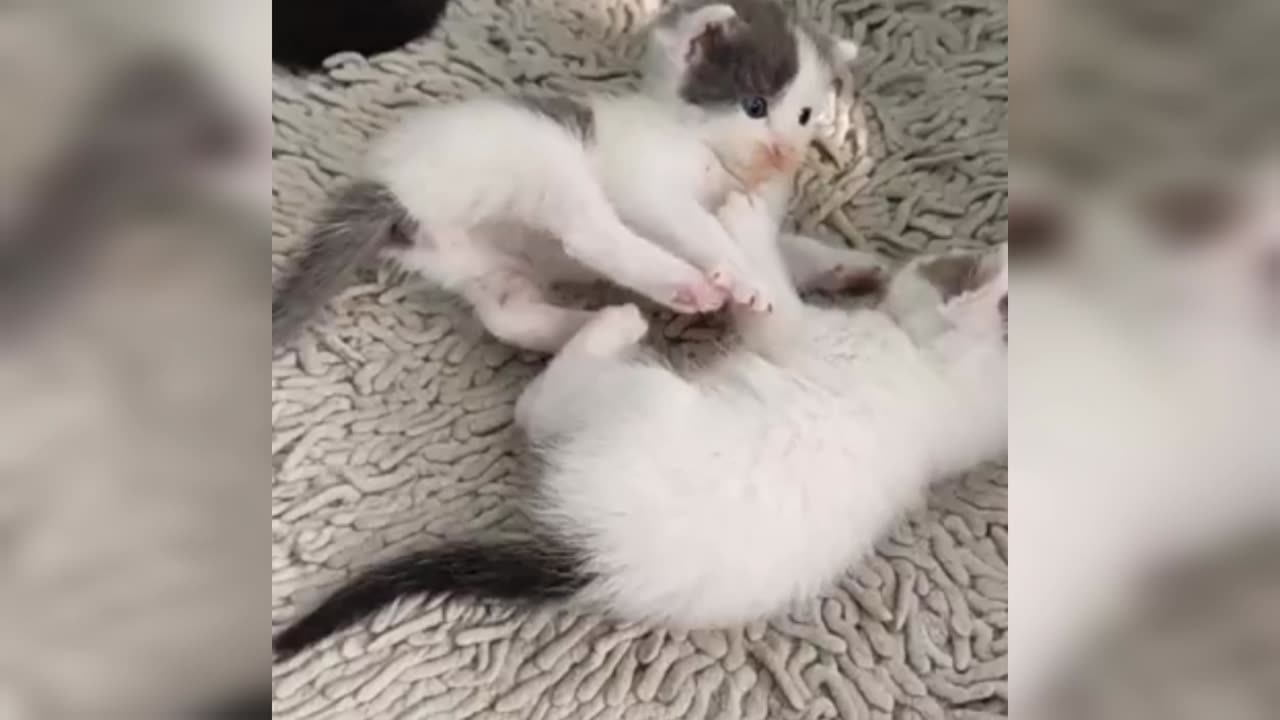 Cute Cat