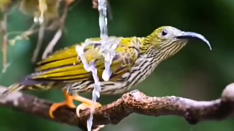 Bird In Rain